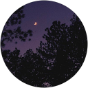 Michella S. profile picture